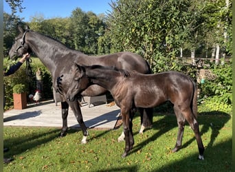 Oldenburg, Mare, Foal (04/2024), 16,2 hh, Smoky-Black