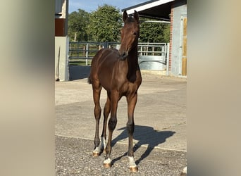 Oldenburg, Mare, Foal (05/2026), 16.3 hh, Brown