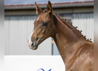 Oldenburg, Mare, Foal (03/2024), 16,3 hh, Chestnut