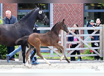 Oldenburg, Mare, Foal (04/2026), 16.3 hh, Smoky-Black