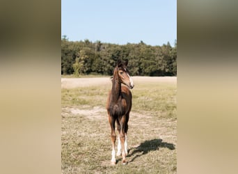 Oldenburg, Mare, Foal (04/2026), 16.3 hh, Smoky-Black