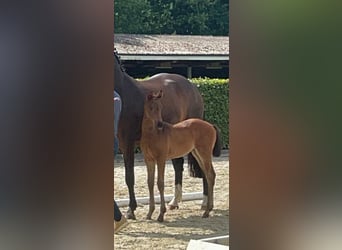 Oldenburg, Mare, , 16 hh, Bay-Dark