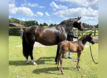 Oldenburg, Mare, , 16 hh, Bay-Dark