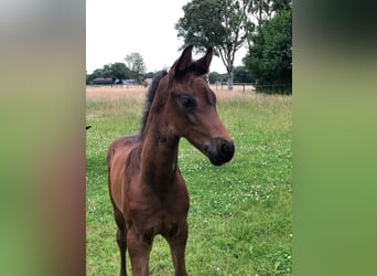 Oldenburg, Mare, , 16 hh, Bay-Dark
