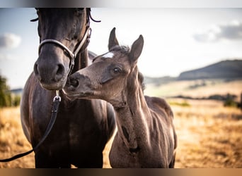 Oldenburg, Mare, , 16 hh, Black
