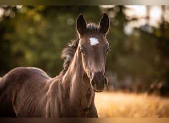 Oldenburg, Mare, , 16 hh, Black