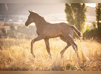 Oldenburg, Mare, , 16 hh, Black
