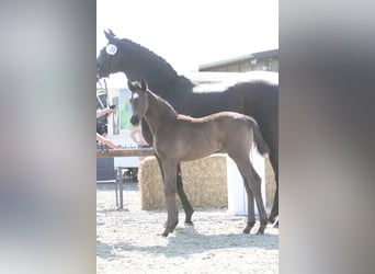 Oldenburg, Mare, , 16 hh, Black