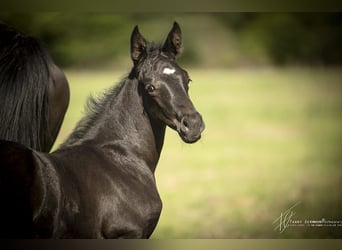 Oldenburg, Mare, Foal (08/2025), 16 hh, Black
