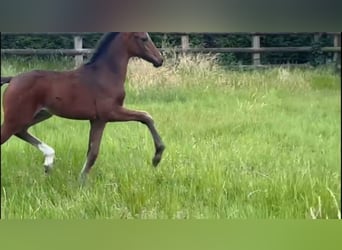 Oldenburg, Mare, , 16 hh, Brown