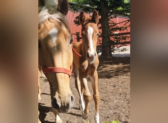 Oldenburg, Mare, , 16 hh, Chestnut-Red
