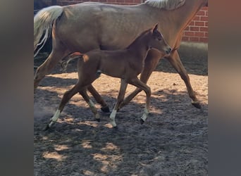 Oldenburg, Mare, , 16 hh, Chestnut-Red