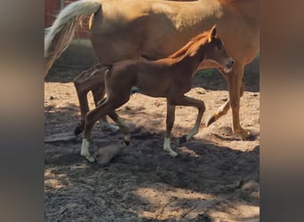 Oldenburg, Mare, , 16 hh, Chestnut-Red