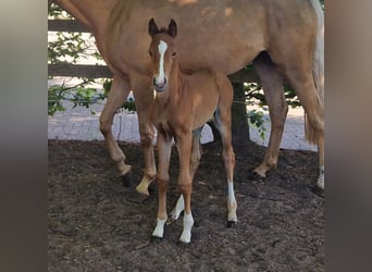 Oldenburg, Mare, , 16 hh, Chestnut-Red