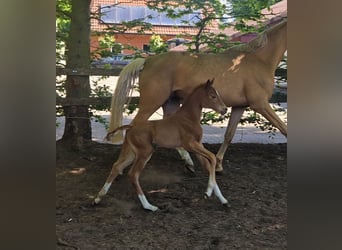 Oldenburg, Mare, , 16 hh, Chestnut-Red