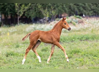 Oldenburg, Mare, Foal (05/2025), 16 hh, Chestnut-Red