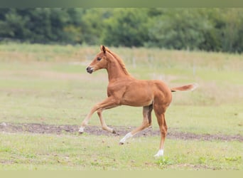 Oldenburg, Mare, Foal (05/2025), 16 hh, Chestnut-Red