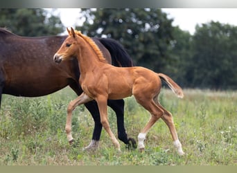 Oldenburg, Mare, Foal (05/2025), 16 hh, Chestnut-Red