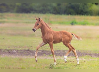 Oldenburg, Mare, Foal (05/2025), 16 hh, Chestnut-Red