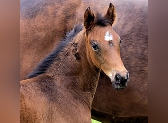 Oldenburg, Mare, , 16,1 hh, Bay-Dark