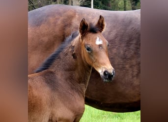 Oldenburg, Mare, , 16,1 hh, Bay-Dark