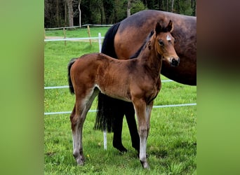 Oldenburg, Mare, , 16,1 hh, Bay-Dark