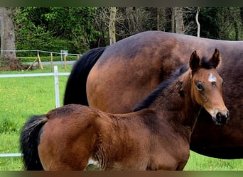 Oldenburg, Mare, , 16,1 hh, Bay-Dark