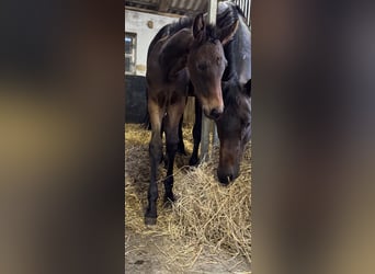 Oldenburg, Mare, , 16,1 hh, Bay-Dark