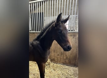 Oldenburg, Mare, , 16,1 hh, Bay-Dark