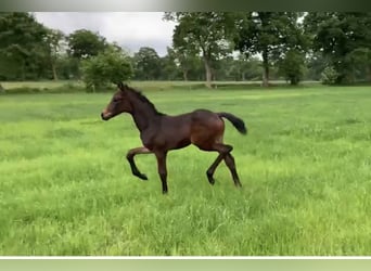 Oldenburg, Mare, , 16,1 hh, Bay-Dark