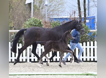 Oldenburg, Mare, , 16,1 hh, Black