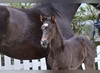 Oldenburg, Mare, , 16,1 hh, Black