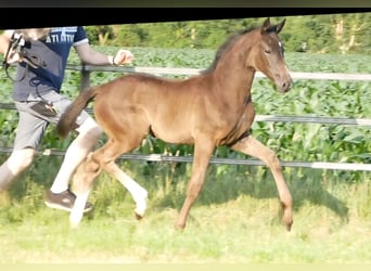 Oldenburg, Mare, Foal (04/2025), 16,1 hh, Black