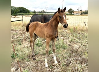 Oldenburg, Mare, , 16,1 hh, Black
