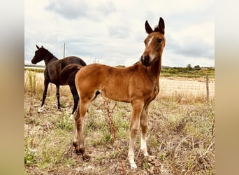 Oldenburg, Mare, , 16,1 hh, Black
