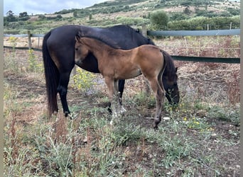 Oldenburg, Mare, , 16,1 hh, Black