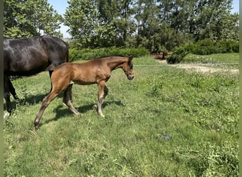 Oldenburg, Mare, , 16,1 hh, Black