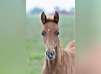 Oldenburg, Mare, , 16,1 hh, Chestnut-Red