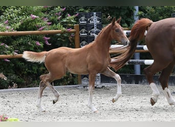 Oldenburg, Mare, Foal (04/2025), 16,1 hh, Chestnut-Red
