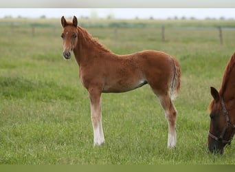 Oldenburg, Mare, , 16,1 hh, Chestnut-Red