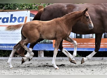 Oldenburg, Mare, Foal (04/2025), 16,1 hh, Chestnut-Red