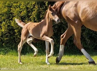 Oldenburg, Mare, , 16,1 hh, Chestnut-Red