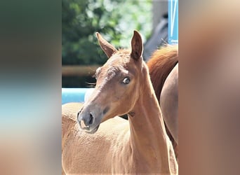 Oldenburg, Mare, Foal (04/2025), 16,1 hh, Chestnut-Red