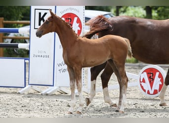 Oldenburg, Mare, Foal (04/2025), 16,1 hh, Chestnut-Red