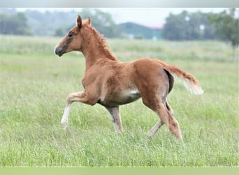 Oldenburg, Mare, , 16,1 hh, Chestnut-Red