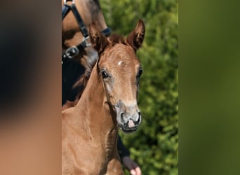 Oldenburg, Mare, , 16,1 hh, Chestnut-Red
