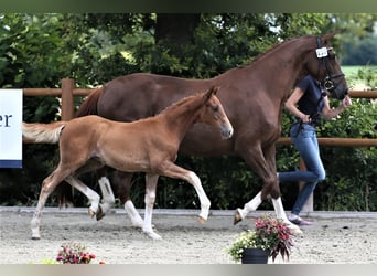 Oldenburg, Mare, Foal (04/2025), 16,1 hh, Chestnut-Red