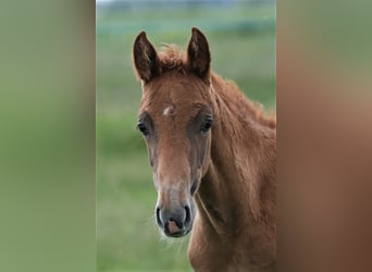 Oldenburg, Mare, , 16,1 hh, Chestnut-Red