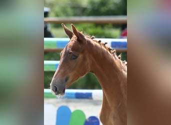 Oldenburg, Mare, Foal (04/2025), 16,1 hh, Chestnut-Red