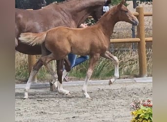 Oldenburg, Mare, Foal (04/2025), 16,1 hh, Chestnut-Red